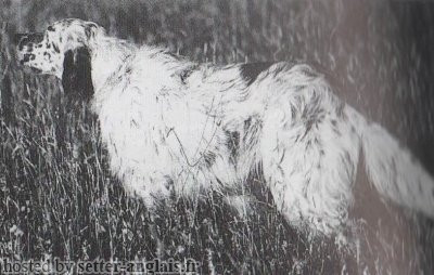 Setter Anglais ZAMOR COBRA Setter Anglais ZAMOR COBRA